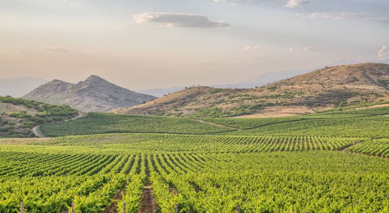 vineyards in Bulgaria