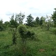 Agricultural plot of land for sale near Sredets