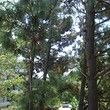 Apartments for sale in Sunny Beach