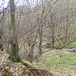 Forest for sale in a ski resort
