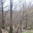 Forest for sale in a ski resort