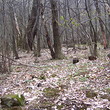 Forest for sale in a ski resort