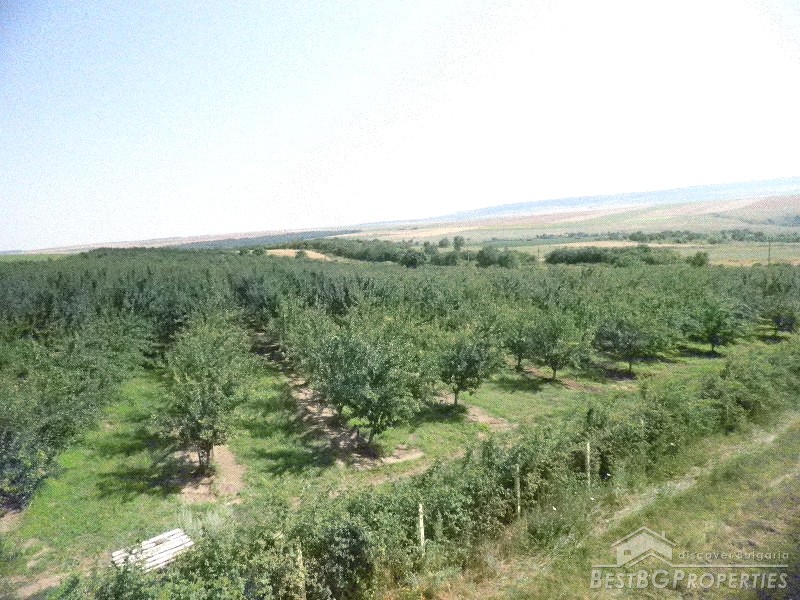 Fruit farm agricultural business for sale near Shumen