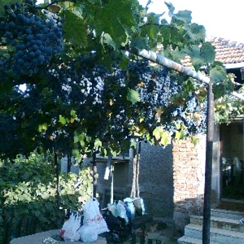 House with vineyard for sale in Lom