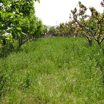 Farm Land Near Sandanski