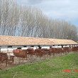 Pig farm for sale near Petrich