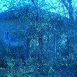 Rural house for sale near Targovishte