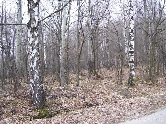 Forest Near A Ski Resort