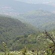 Forest for sale near Veliko Tarnovo