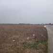 Land In The Outskirts Of Varna