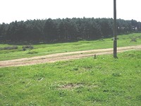Land Near Pine Forest