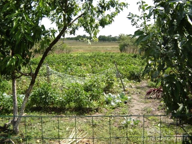 Peace Of Land Not Far From The Sea