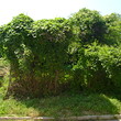Regulated plot in Sandanski