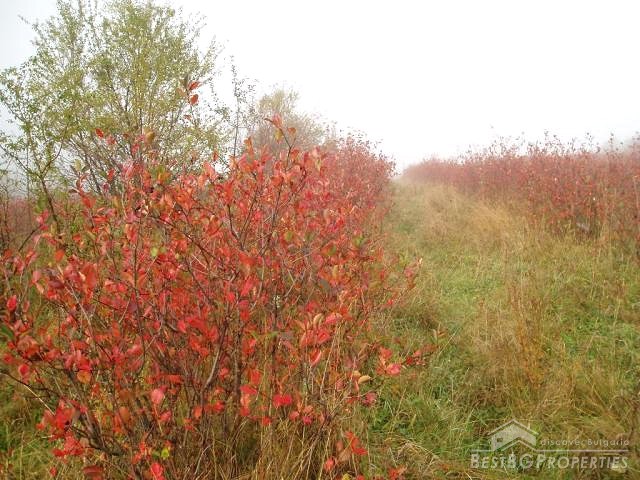 Two orchards in the Stara Planina mountain