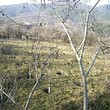 Agricultural plot of land for sale near Kyustendil