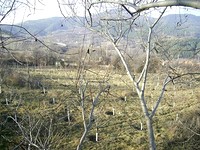 Agricultural land in Kyustendil