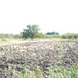 Agricultural plot of land for sale near Sunny Beach