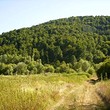 Forest for sale near Tryavna