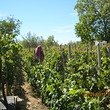House with vineyard for sale in Lom