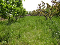 Farm Land Near Sandanski in Sandanski