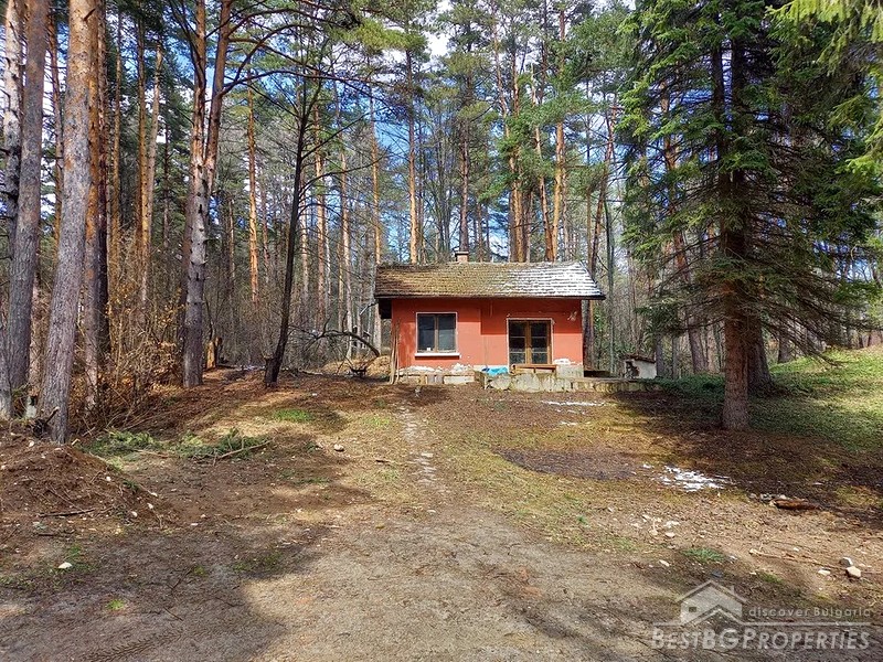 Lovely house for sale in a forest
