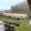 Pig farm for sale near Petrich