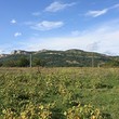 Two houses for sale on a shared plot of land near Gabrovo