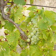 Vineyard for sale near Karnobat