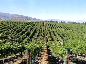 Vineyard for sale near Nova Zagora