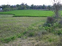 A Huge Land At The End Of A Village in Elhovo