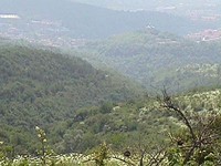 Forest in Veliko Tarnovo