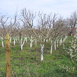 Orchard in beautiful village