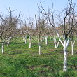 Orchard in beautiful village