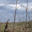 Land Near Strandzha Mountain