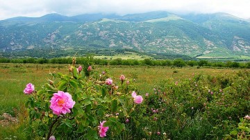 Bulgaria, Rose valley